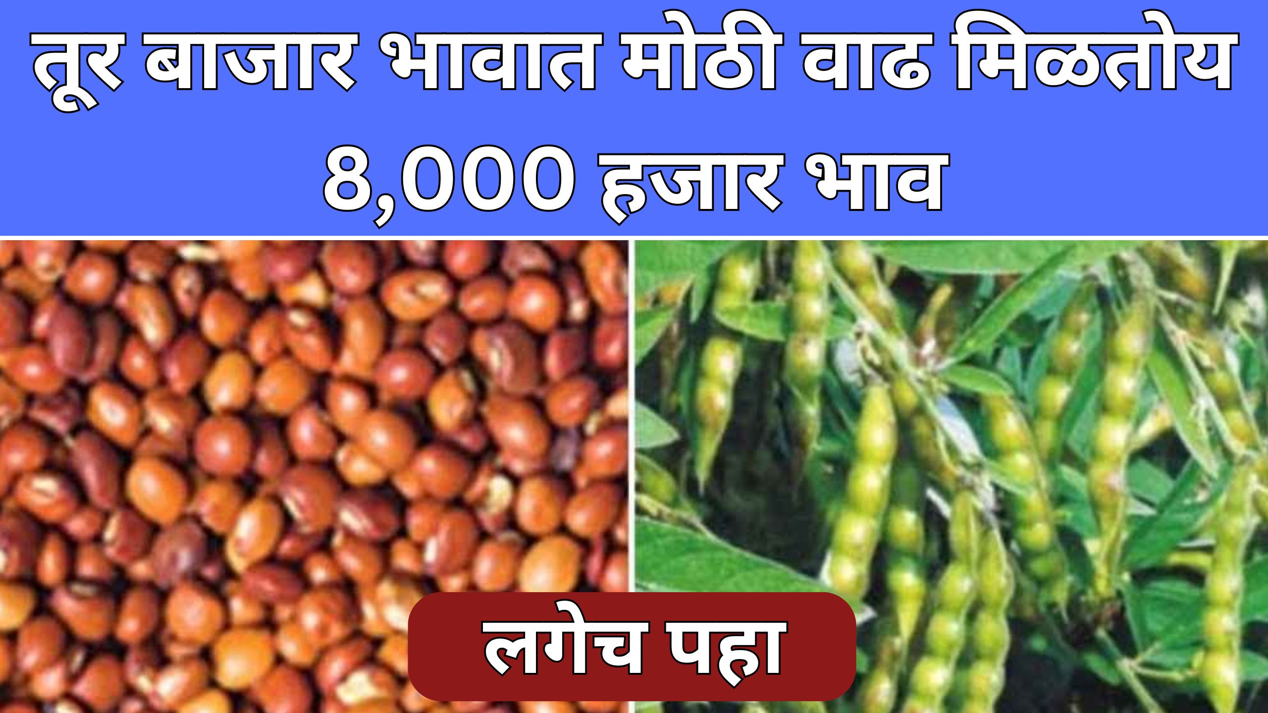 Tur Market Price
